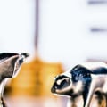 Is gold etf good investment?